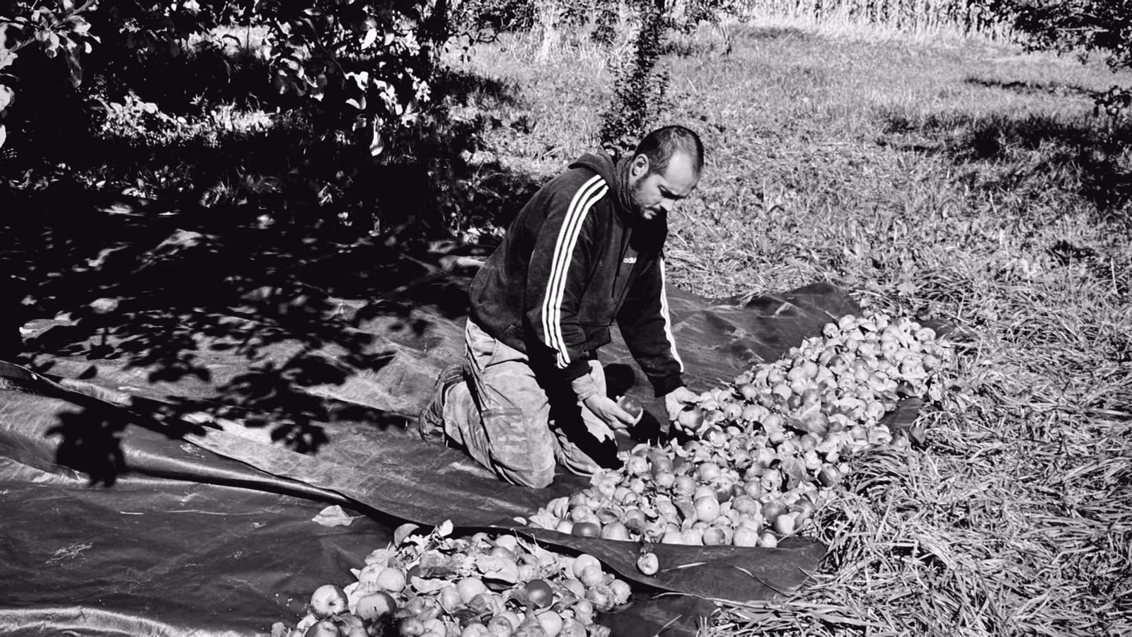 Ramassage des pommes à la main dans le verger