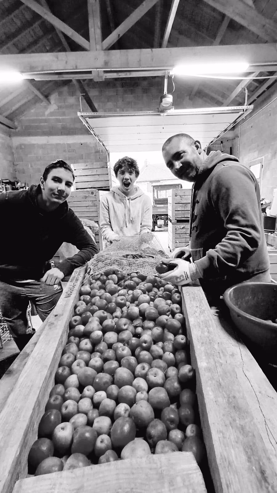Tri des pommes dans un bac en bois avant le pressurage