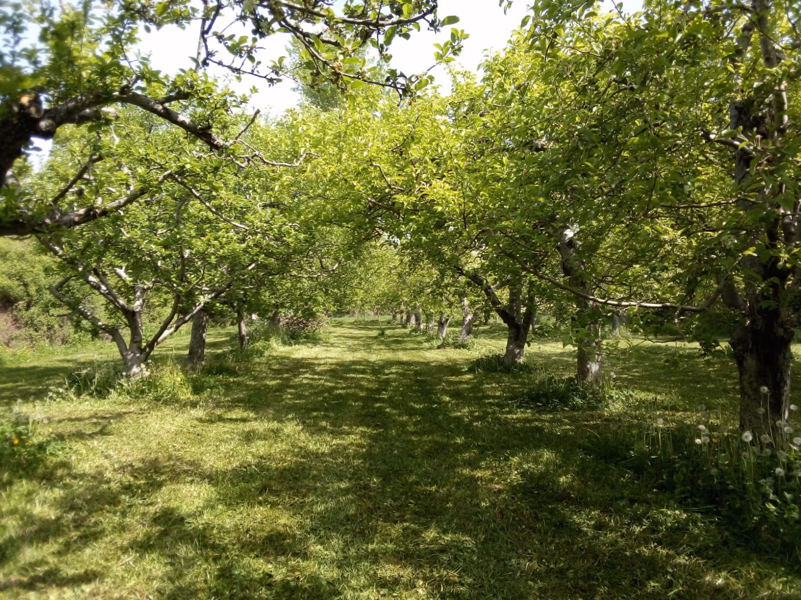 Rangée de pommiers dans un verger
